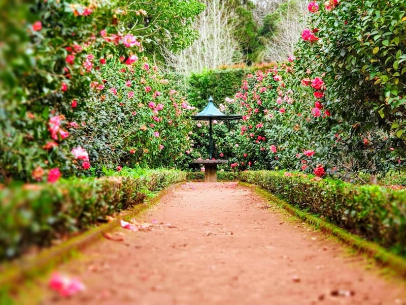 Garden path with flowering bushes